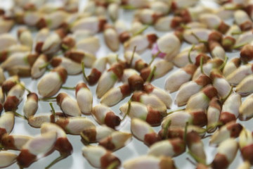 Close up white purple and pink flowers of Millettia pinnata.