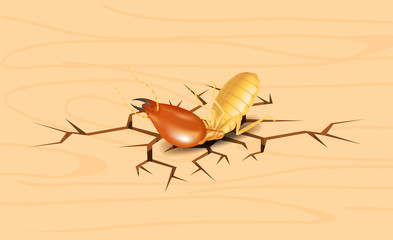 termite, dead termites on crack wood background, dead termite on wood texture with destruction and damage concept, termites over cracks in wooden wall surface, termite on the cracked wood  hole