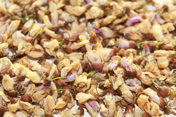 dying flowers of Millettia pinnata.