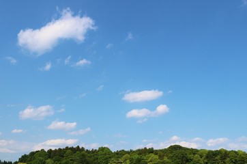 風景　空　森　春　爽やか　杤木