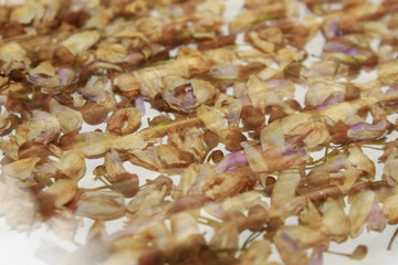 dying flowers of Millettia pinnata.