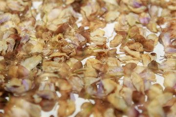 dying flowers of Millettia pinnata.