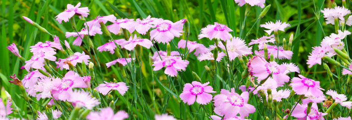 Panoramic view of Dianthus repens on green color bokeh