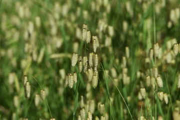 Big quaking grass is clustered in the vacant land.