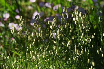 Fototapeta premium Big quaking grass is clustered in the vacant land.