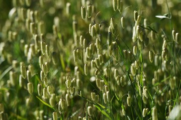 Big quaking grass is clustered in the vacant land.