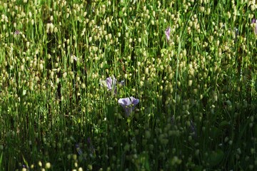 Big quaking grass is clustered in the vacant land.