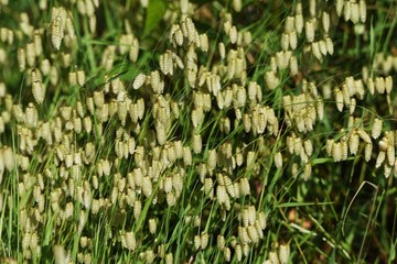 Big quaking grass is clustered in the vacant land.