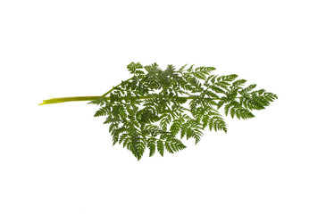 green leaf isolated on white background