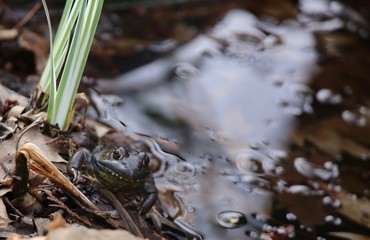 Slimy green frog perched on leaves beside a pond