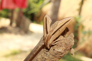 Theretra silhetensisor or brown-banded hunter hawk moth