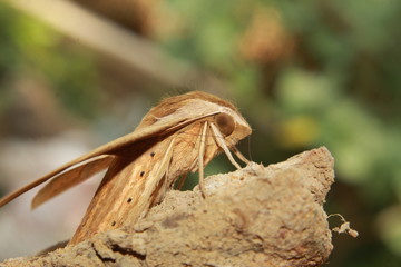 Hunter hawkmoth butterfly