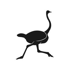 Silhouette running  ostrich black on white background. Vector illustration.
