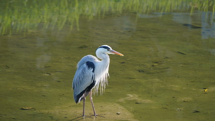 고고한 혈통의 새