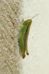 praying mantis