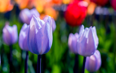 Blue wow tulips