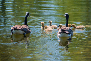 Geese and goslings are enjoying family life 