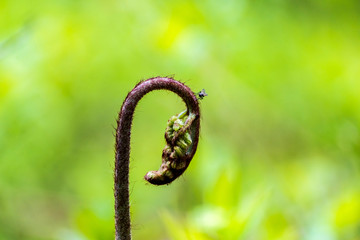 Young spiral sprout of eagle fern (Pteridium aquilinum) is a widely distributed forest plant of the...