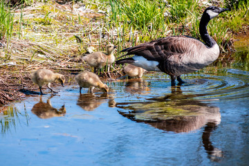 Geese and goslings are enjoying family life 