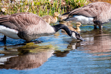 Geese and goslings are enjoying family life 
