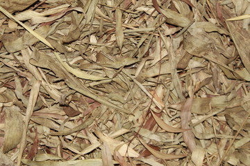 Dry Acacia leaves on ground. commonly known as the wattles or acacias.