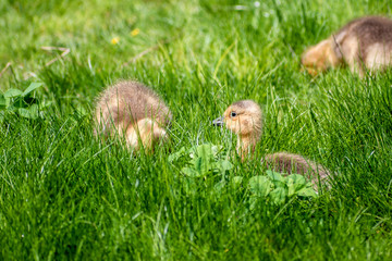 Geese and goslings are enjoying family life 