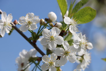 cherry flowers