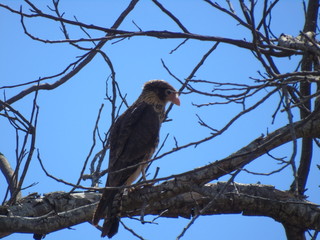 passaros brasileiros