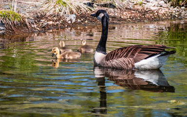 Geese and goslings are enjoying family life 
