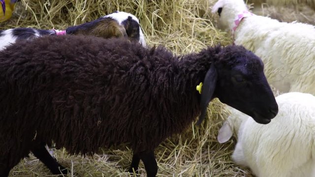 goats and sheep together in a farm cage 
