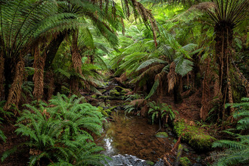 Tree ferns on trail to Beauchamp Falls, Great Otway National Park, Australia