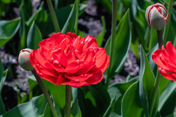 Miranda tulips