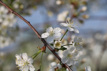 cherry flowers