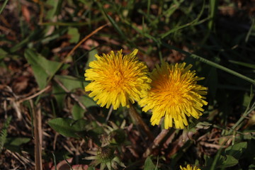 dandelion in poppy leaves