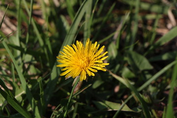 dandelion in poppy leaves