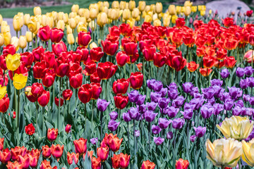 Fototapeta premium Tulips are blooming at spring time