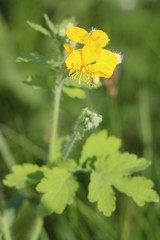 Chelidonium