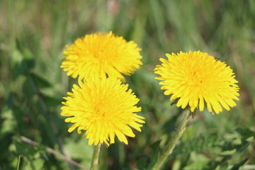 dandelion