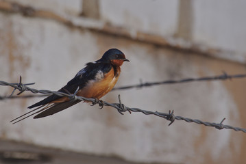 Common swallow 