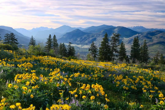 Hiking in Washington. Meadows with arnica  and lupine wildflowers and Cascade Range Mountains near Winthrop. WA. Unites States.