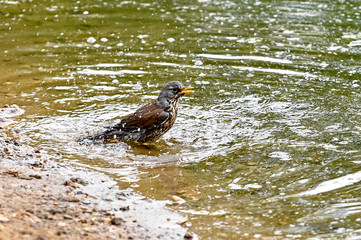 young thrush bird bathing in spring pond with water splashes