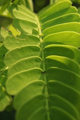 Tamarind (Tamarindus indica) leaves close up, it is a leguminous tree in the family Fabaceae indigenous to tropical Africa. The genus Tamarindus is a monotypic taxon (having only a single species).