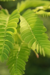 Tamarind (Tamarindus indica) leaves close up, it is a leguminous tree in the family Fabaceae indigenous to tropical Africa. The genus Tamarindus is a monotypic taxon (having only a single species).