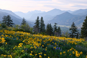 Vacation travel in Washington. Meadows with arnica  and lupine wildflowers and Cascade Range...
