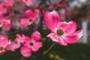 Fototapeta na wymiar Cherokee chief dogwood pink flower blossoms