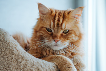 Maine Coon ginger cat squinted and  looking into the camera