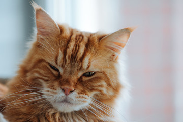 Maine Coon ginger cat winks into the camera