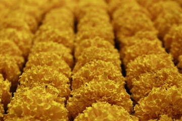 Large Group of Yellow Marigold Flowers background