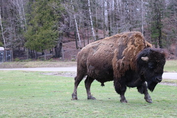 Bison in Quebec