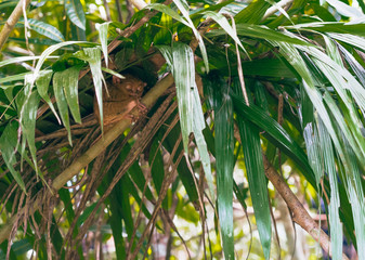 Philippine tarsier, very peculiar smallest primate